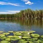 danube-delta-lilipads