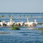 turism_delta_dunarii_pelicani_excursie_sulina