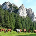 free-horses-in-carpathian-mountains-romania-scenery