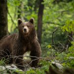 slovenianbears_DSC_1178_small